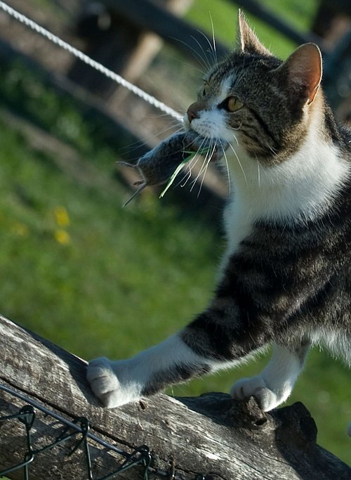 Auch Freigänger-Katzen müssen gelegentlich erbrechen, nachdem sie eine Maus verspeist haben. - © Franziska Gabbert/dpa-tmn