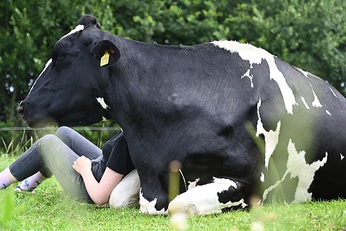 Wenn die Kuh keine Lust auf Gesellschaft oder Kuscheln hat, lässt man sie in Ruhe – jedes Rind kann einfach aufstehen und weggehen. - © David Hammersen/dpa