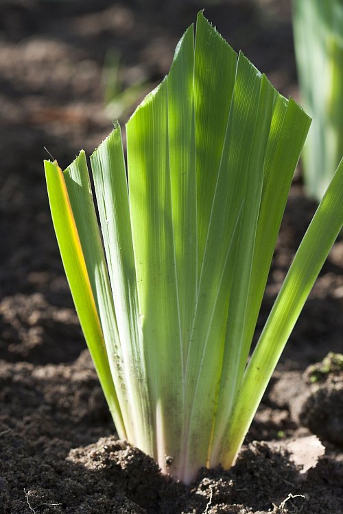Robuste Stauden wie Iris kann man über Rhizome vermehren. - © Christiane Bach/GMH/dpa-tmn