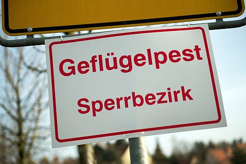 Geflügelpest im Kreis Kleve am Niederrhein - hier gilt ab Samstag eine Schutz- und Überwachungszone (Archivbild) - © Arno Burgi/dpa-Zentralbild/dpa