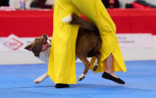 Border Collie Winston gewann mit seiner Besitzerin Barbara Feldbauer. - © Bernd Thissen/dpa
