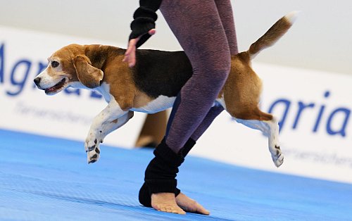 Mehrere Hunderassen wetteiferten mit ihren Besitzern um den Titel - © Bernd Thissen/dpa