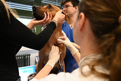 Je größer der Hund, desto mehr Blut kann man abnehmen. Sami spendet um die 300 Milliliter. - © Elisa Schu/dpa