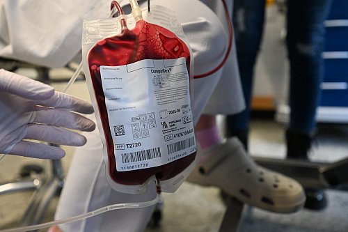 Tendenziell nehmen Bluttransfusionen bei Hunden zu, weil Besitzer bereit sind, teils auch viel Geld zu bezahlen. - © Elisa Schu/dpa