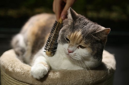 Man kann die Katze beim Fellwechsel unterstützen, indem man sie regelmäßig kämmt. - © Ina Fassbender/dpa-tmn