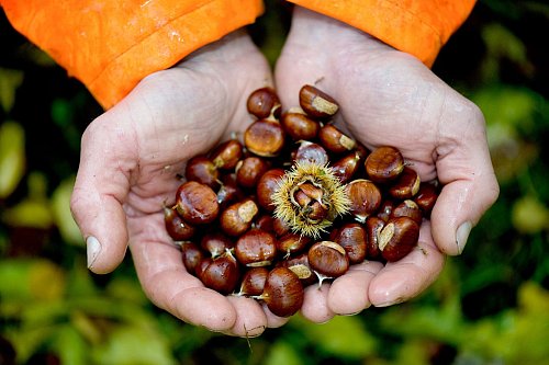 Die Esskastanie wird auch Edelkastanie genannt. Sie gehört zu den Buchengewächsen, ihre Früchte zählen botanisch zu den Nüssen, wie Haselnüsse oder Walnüsse. - © Arno Burgi/dpa-Zentralbild/dpa-tmn