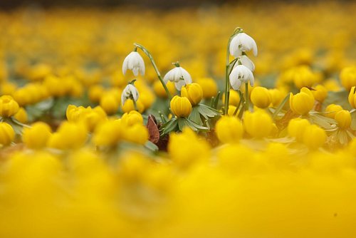 Die Sträucher können mit winterblühenden Stauden und frühen Zwiebelblumen wie Schneeglöckchen oder Winterlingen unterpflanzt werden. - © Matthias Bein/dpa/dpa-tmn