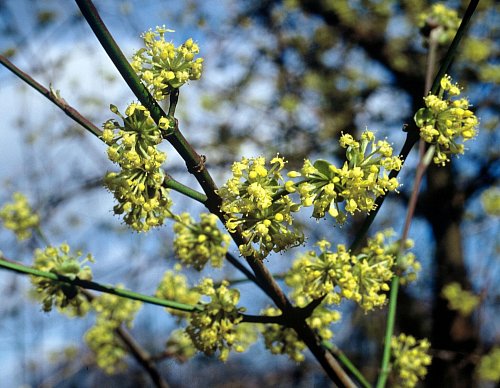 Die Blüten der Kornelkirsche sind für Bienen im Frühjahr eine wichtige Nahrungsquelle. - © Andrea Warnecke/dpa-tmn