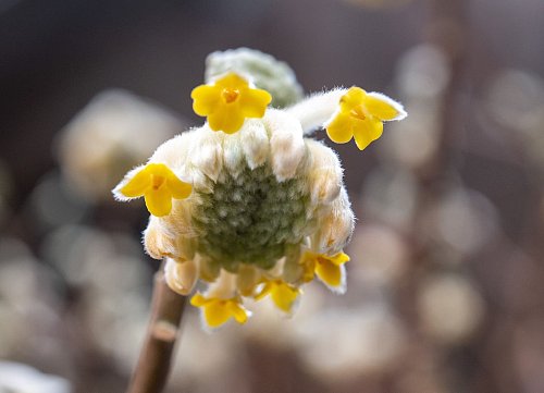 Der Japanische Papierbusch braucht im Garten einen geschützten Platz und eignet sich auch gut als Kübelpflanze. - © Andrea Warnecke/dpa-tmn