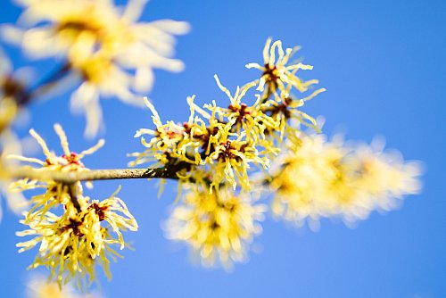 Die Zaubernuss begeistert früh im Jahr mit leuchtend gelben Blüten. - © Marcel Kusch/dpa/dpa-tmn