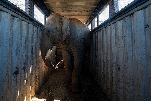 Die Elefanten sind die Lieblinge des Reservats. - © Felix Marquez/AP/dpa