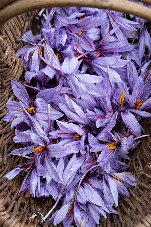 Safranblüten liegen in einem Körbchen. Jede hat lange rote Fäden. Für einen Tee etwa braucht es 3 Fäden, für eine Suppe etwa 10 bis 15. - © Andreas Drouve/dpa-tmn