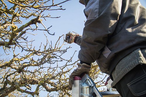 Ohne Laub lässt sich das Astgerüst optimal begutachten – der ideale Zeitpunkt für gezieltes Ausdünnen und Einkürzen ist Ende Januar bis Februar. - © Christin Klose/dpa-tmn
