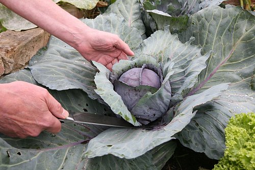 Wintergemüse wie Rotkohl kann bis in den Winter hinein geerntet werden. - © Nestor Bachmann/dpa-tmn