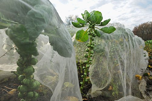 Rosenkohl ist ein winterhartes Gemüse und kann das ganze Jahr draußen bleiben. - © Ingo Wagner/dpa/dpa-tmn