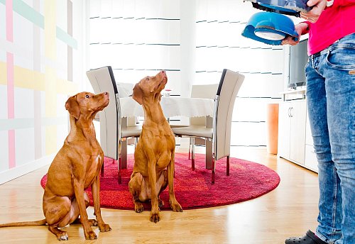 Auch wenn sie gleich aussehen: Jeder Hund ist anders und sollte dementsprechend behandelt werden. - © Monique Wüstenhagen/dpa-tmn