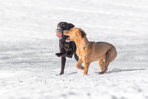 Zwei Hunde sind bereits ein Rudel - das heißt, es entwickelt sich eine besondere Gruppendynamik. - © Benjamin Nolte/dpa-tmn