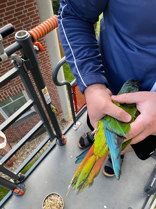 Der Papagei Zazu war weggeflogen - die Feuerwehr brachte ihn von einem Hausdach herunter zu seinen Eigentümern. - © Feuerwehr Bocholt/dpa