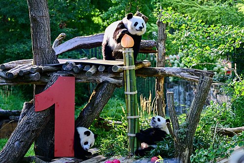 Gemeinsam mit Mama Meng Meng erkunden die Zwillinge das Gehege. - © Sebastian Christoph Gollnow/dpa
