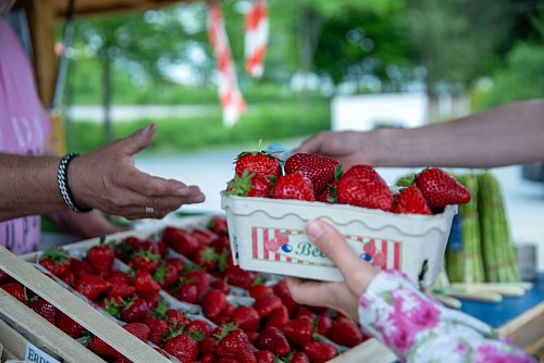 Rund 3,3 Kilo Erdbeeren essen die Menschen in Deutschland durchschnittlich im Jahr. (Archivbild) - © Pia Bayer/dpa