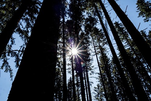 Die Kraft der Bäume spüren: Mancher tankt Kraft bei einem Spaziergang durch den Wald. - © Andreas Drouve/dpa-tmn