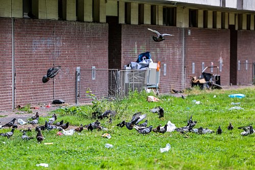 Tauben picken Essensreste aus Mülltüten und anderen Abfällen, die auf der Wiese direkt hinter dem Duisburger Hochhaus «Weißer Riese» liegen. (Archivbild) - © Christoph Reichwein/dpa