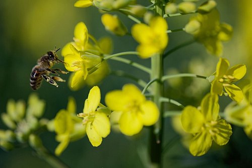 Die Rapsblüte ist jedes Jahr aufs Neue eine Augen- und Bienenweide. - © Henning Kaiser/dpa
