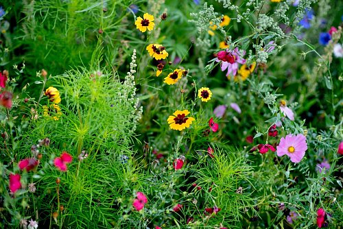 Keine Angst vor Trockenheit: Eine Wildblumenwiese mit standortheimischen Pflanzen kommt sogar ganz ohne künstliche Bewässerung aus. - © Hauke-Christian Dittrich/dpa/dpa-tmn