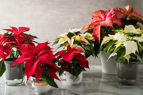 Der Weihnachtsstern ist ein Klassiker in der Adventszeit und bringt mit seinen farbigen Hochblättern natürliche Farbakzente ins Wohnzimmer. - © Christin Klose/dpa-tmn