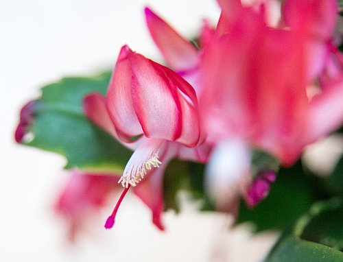 Der Weihnachtskaktus blüht in Rosa, Rot, Weiß oder Violett und bringt mehrere Wochen lang Farbe in die Adventszeit. - © Andrea Warnecke/dpa-tmn