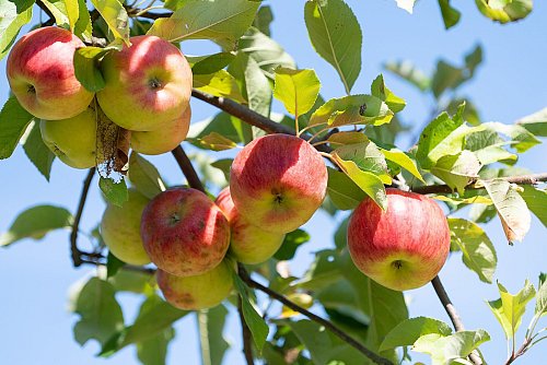 Obstbaubetriebe rechnen mit mehr als einer Million Tonnen Äpfeln (Archivbild) - © Sebastian Gollnow/dpa