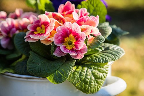 Eine schöne Alternative für ein Blumengeschenk zum Valentinstag sind heimische Frühblüher wie beispielsweise Primeln im Topf. - © Christin Klose/dpa-tmn
