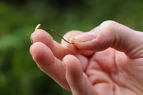 Pfeifengras: Anita Fohn nennt es das «Unkraut» des Hohen Venn. - © Deike Uhtenwoldt/dpa-tmn
