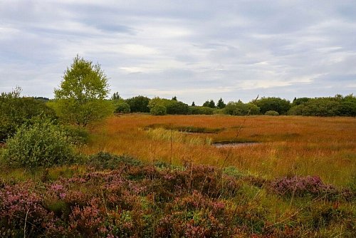 Gedeckte Herbstfarben: Vegetation im Hochmoor. - © Deike Uhtenwoldt/dpa-tmn