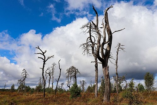 Verkohlte Baumskelette - der «Noir Flohay». - © Deike Uhtenwoldt/dpa-tmn