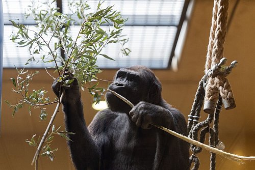 Knapp sechs Jahre nach dem verheerenden Brand im Affenhaus haben die Menschenaffen im Krefelder Zoo ein neues Gehege bekommen. (Archivbild) - © Rolf Vennenbernd/dpa