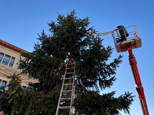 Mit viel Kreativität «retteten» Arbeiter den Baum zunächst. - © Stefan Kruse/-/dpa