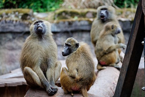 Nach Angaben des Tiergartens kommt es in der Pavian-Gruppe verstärkt zu Konflikten, bei denen sich die Tiere verletzen. - © Daniel Karmann/dpa