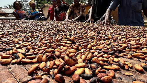 Der Kakaoanbau ist Experten zufolge besonders anfällig für extreme Wetterschwankungen. (Archivbild) - © Christina Peters/dpa
