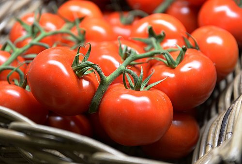 Mögen es nicht gerne kalt: Tomaten verlieren im Kühlschrank ihr Aroma. - © Andrea Warnecke/dpa-tmn