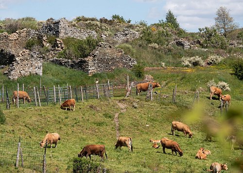 Unter den Ruinen weiden die Rinder: Manjarín liegt am Jakobsweg, ist aber verfallen. - © Andreas Drouve/dpa-tmn