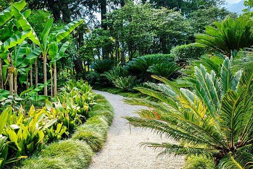 Auf den Brissago-Inseln spaziert man vorbei an urzeitlichen Palmfarnen - alles angelegt, aber echt. - © Florian Sanktjohanser/dpa-tmn