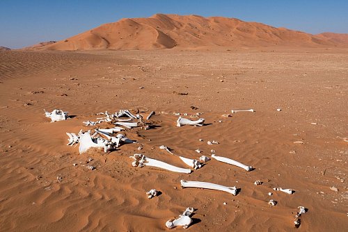 Spuren einer Verendung: Kamelknochen im Wüstensand. - © Andreas Drouve/dpa-tmn
