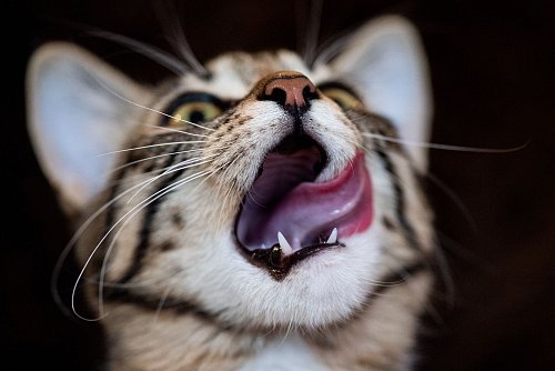 Mittlerweile können Katzen mit Diabetes auch mittels oraler Gabe therapiert werden. Dabei kann der Katze die Flüssigkeit direkt ins Maul gespritzt werden. - © Franziska Gabbert/dpa-tmn