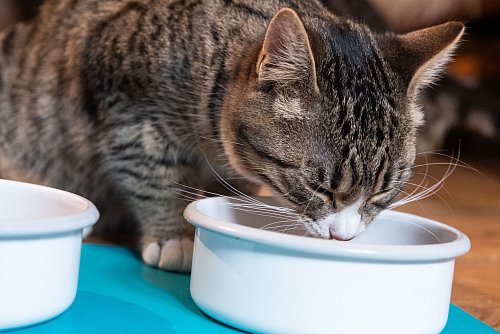 Verstärkter Durst kann ein Anzeichen für eine Diabetes-Erkrankung bei Katzen sein. - © Franziska Gabbert/dpa-tmn