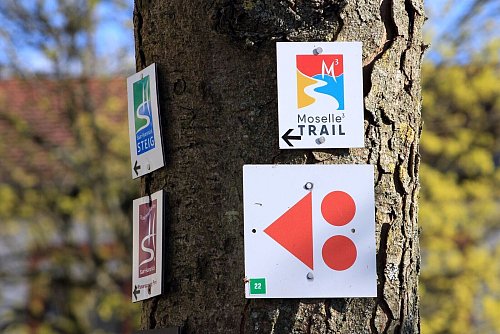 33 Kilometer und insgesamt fast 1.000 Höhenmeter: Auf dem Moselle?-Trail können Wanderer das Winzerdorf an der Obermosel umrunden und kommen dabei durch Luxemburg, Frankreich und Deutschland. - © Bernd F. Meier/dpa-tmn