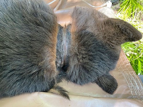 Abgesehen von Narben am Hals machte der Bär einen gesunden Eindruck. - © Uncredited/Michigan Department of Natural Resources/AP/dpa