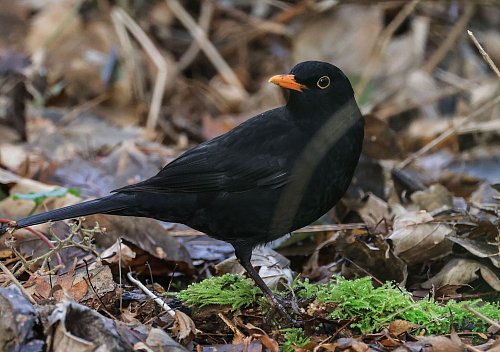 Eine Amsel auf dem Waldboden. Die Vögel sind ausdauernde Sänger. - © Oliver Berg/dpa
