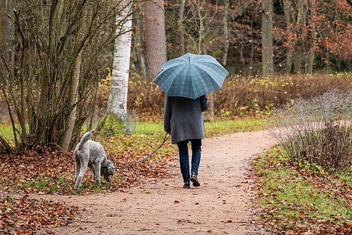 Ein Spaziergang ist ein gutes Mittel gegen Stress. (Symbolbild) - © Silas Stein/dpa