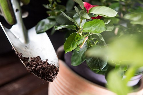 Eher nichts für die Toilette, aber gut geeignet als Pflanzendünger: Kaffeesatz. - © Franziska Gabbert/dpa-tmn